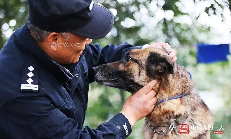 警犬拒绝带实习生：训练困境与解决方案研究