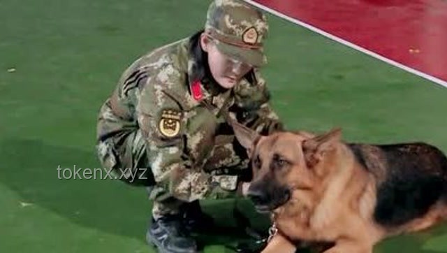 警犬拒绝带实习生：训练困境与解决方案研究
